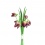 Fritillary