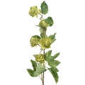 Hops Spray