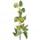 Hops Spray