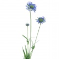 Scabious soft blue