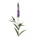 Veronica lavender - silk flower garden