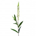 Veronica white 75cm