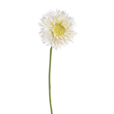Gerbera Double Cream 58cm