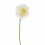 Gerbera Double Cream 58cm