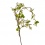 Catkin Branch 115cm 