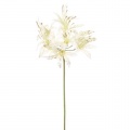 Nerine Ivory stem 70cm  