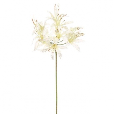 Nerine Ivory stem 70cm  