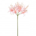 Nerine pale pink stem 70cm 