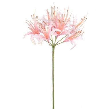 Nerine pale pink stem 70cm 