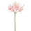 Nerine pale pink stem 70cm 